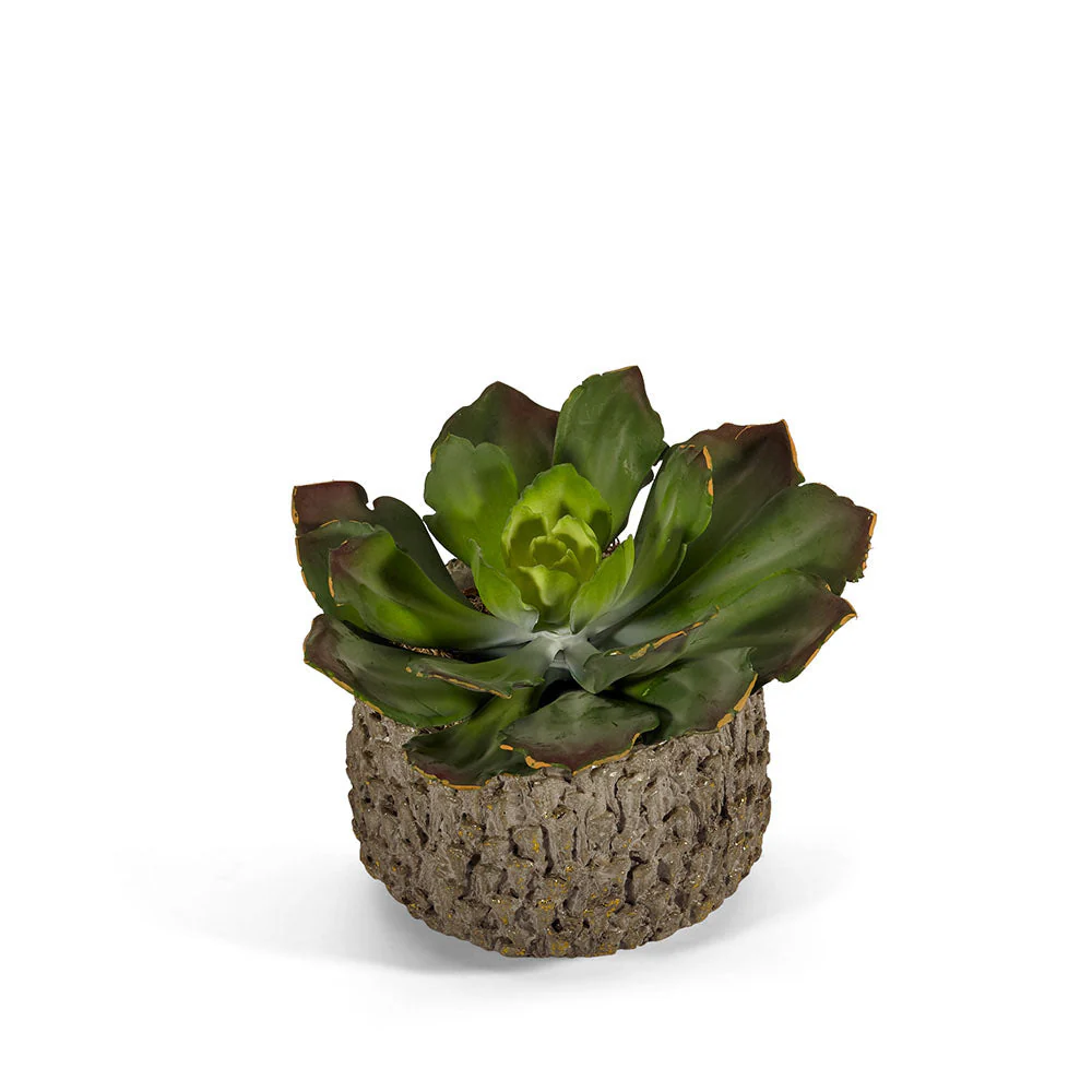 Echeveria in a Concrete Container