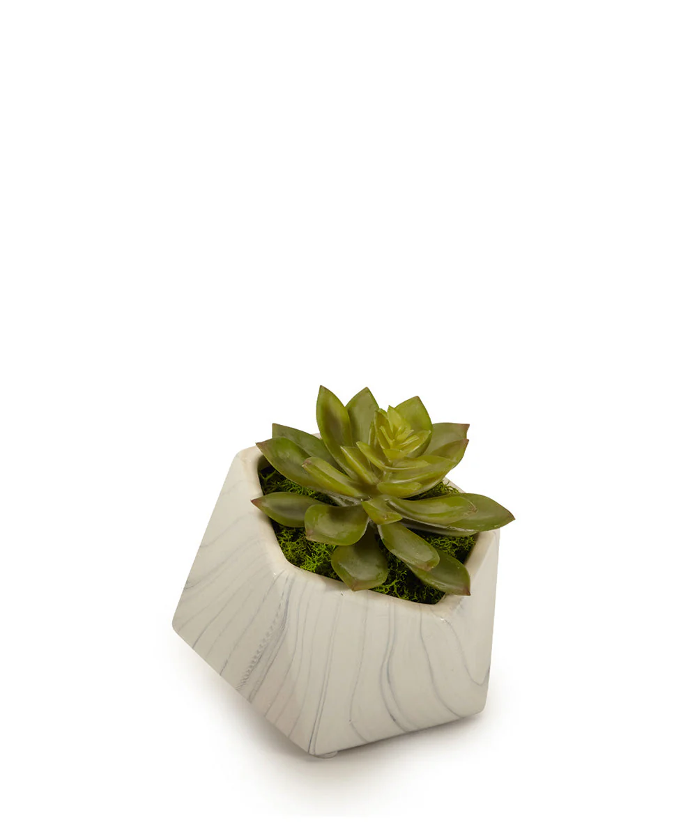 Echeveria Succulent