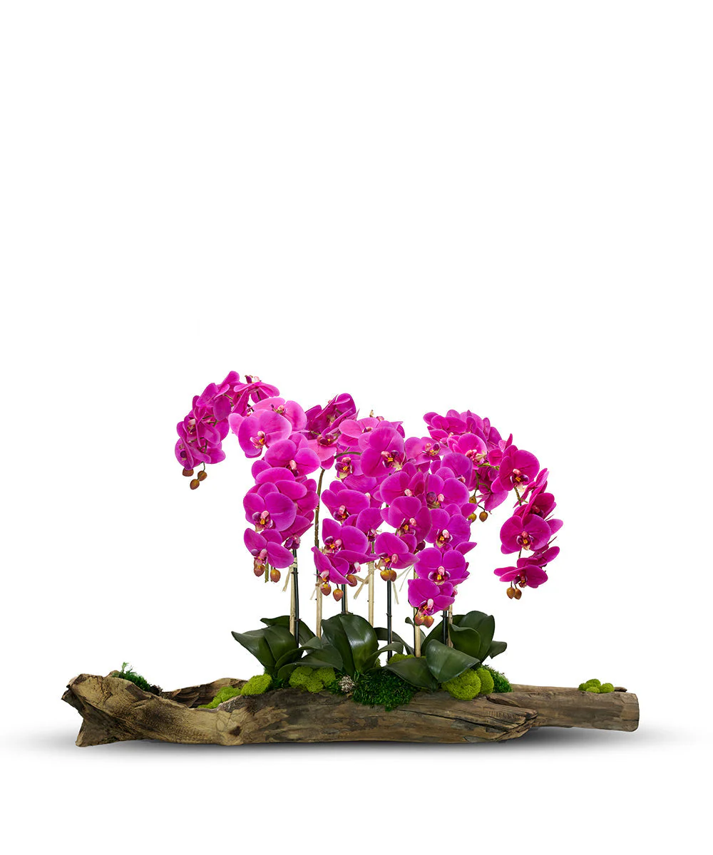 Large Log Filled with Orchids