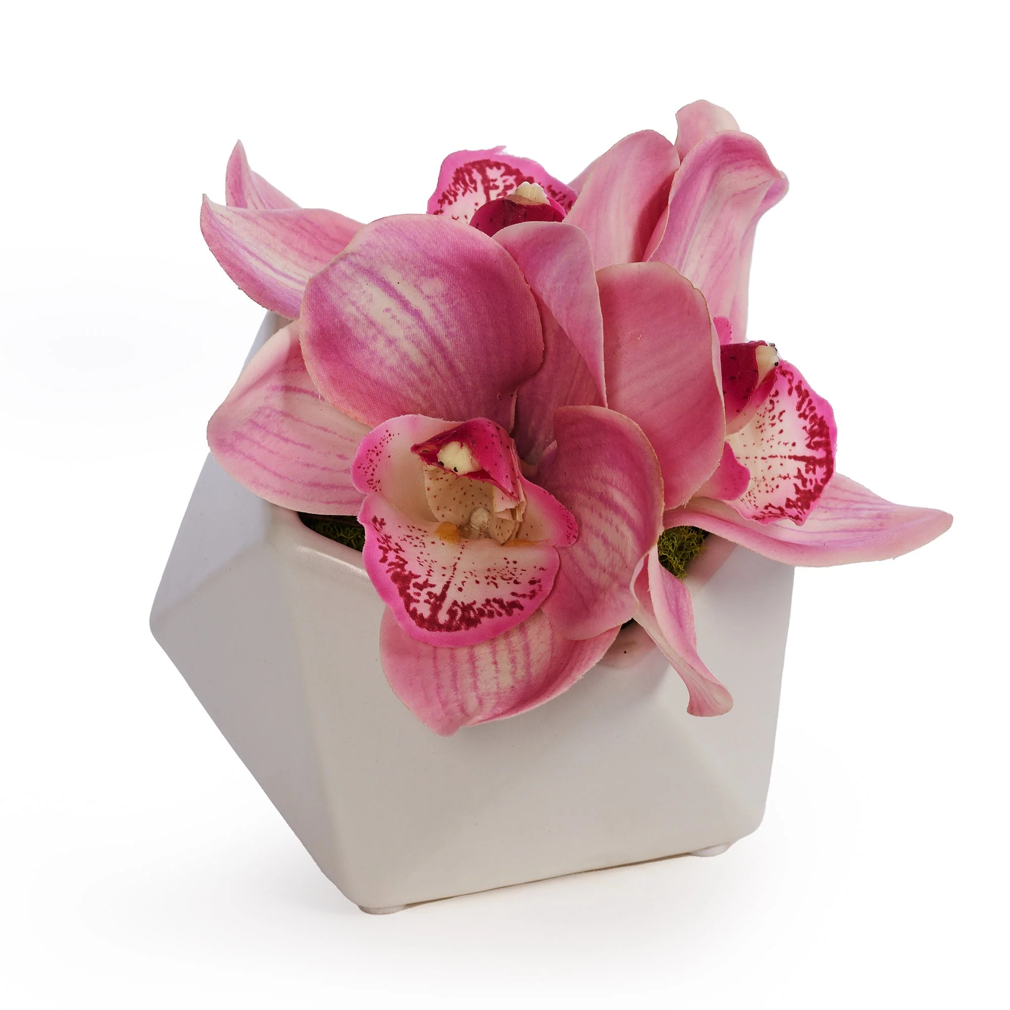 Orchid in Pod - Image 3