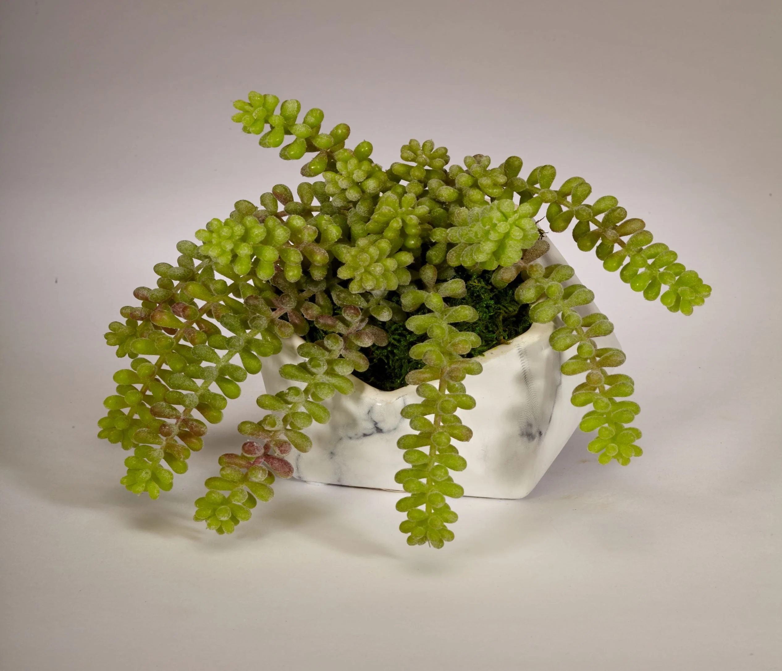 Sedum Pick Succulent in White Faux Marble Pod