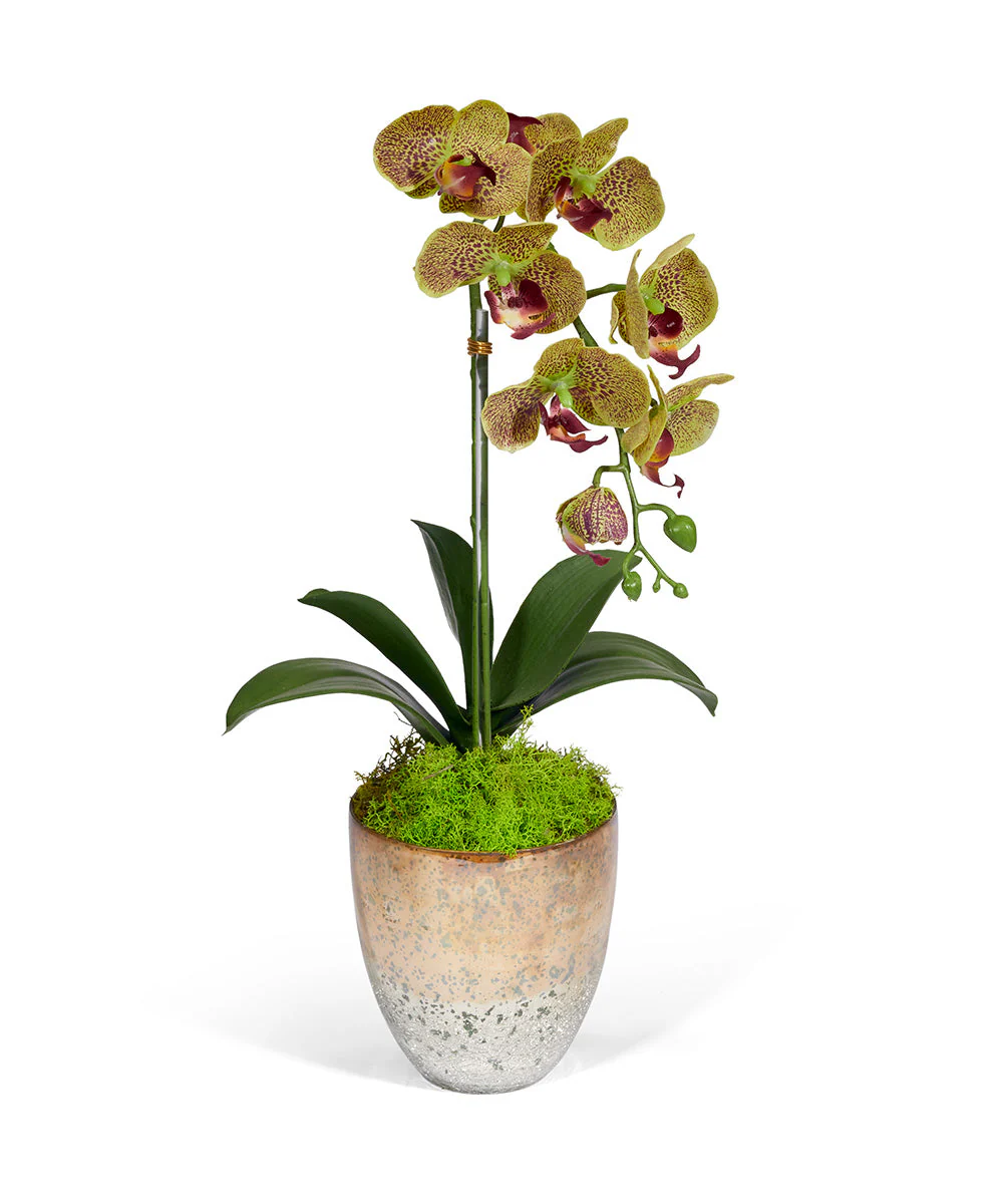 Single Orchid in Champagne Vase - Image 2