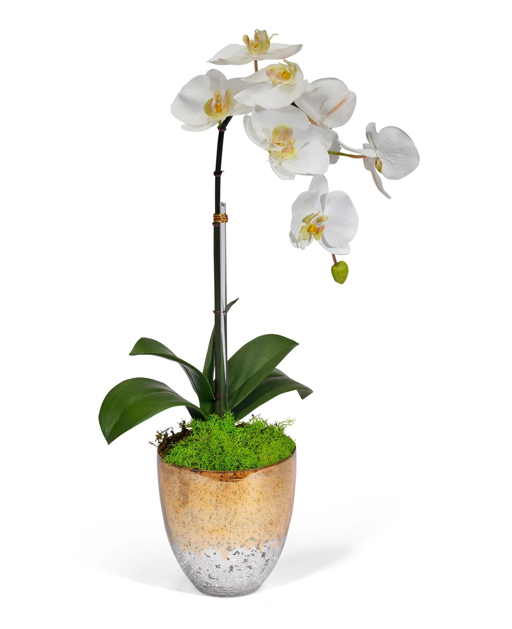 Single Orchid in Champagne Vase - Image 3