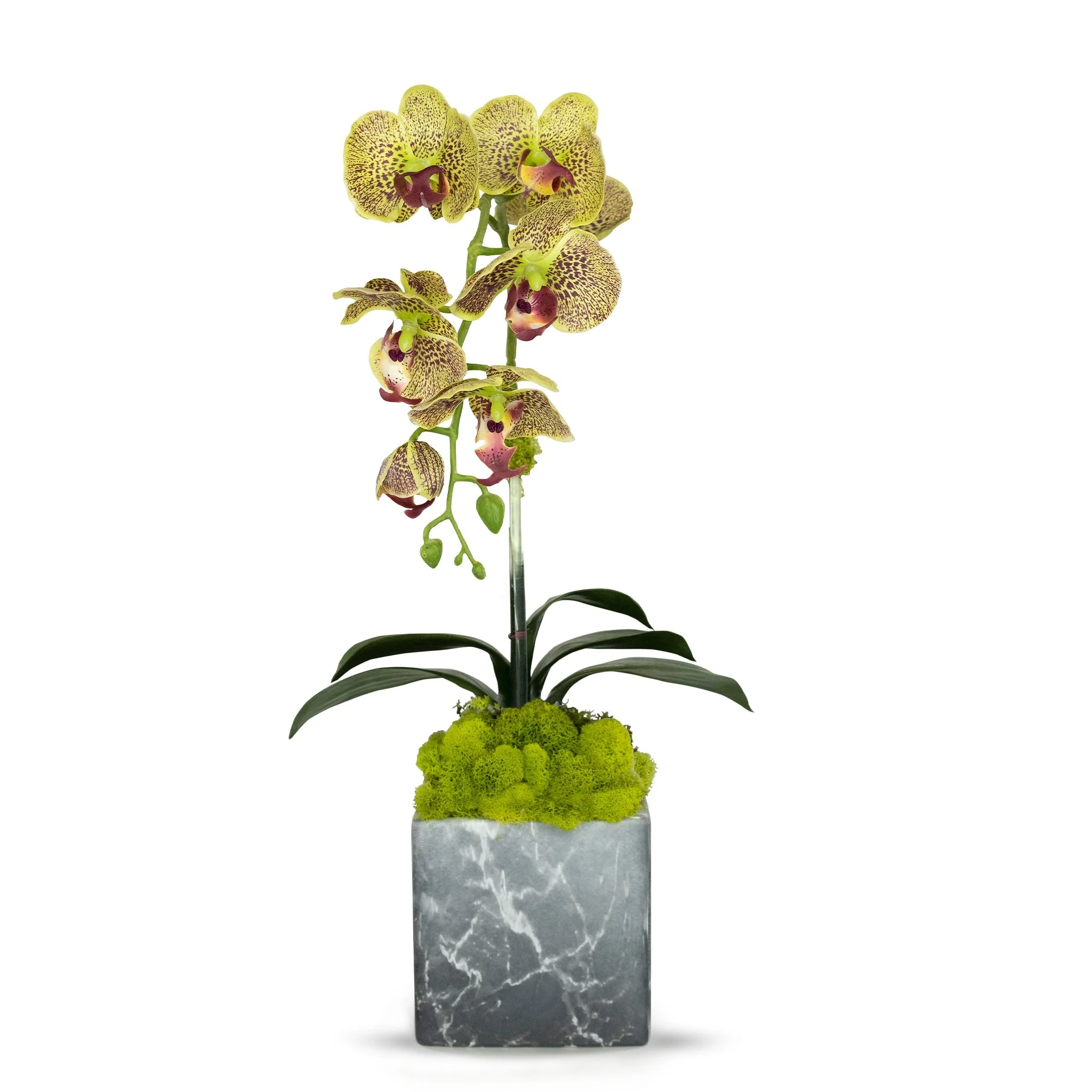 Single Orchid in Faux Marble Container - Image 5