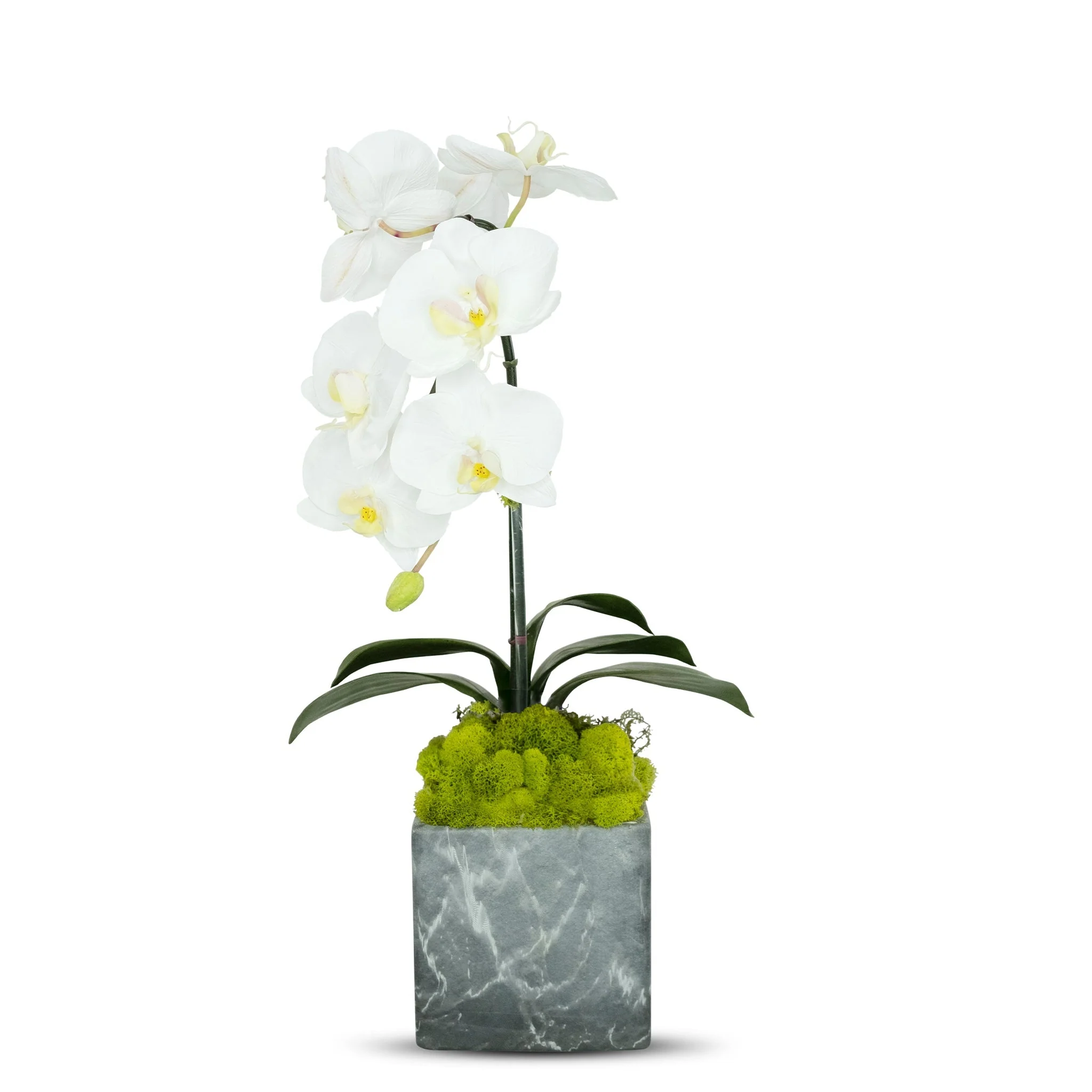 Single Orchid in Faux Marble Container - Image 8