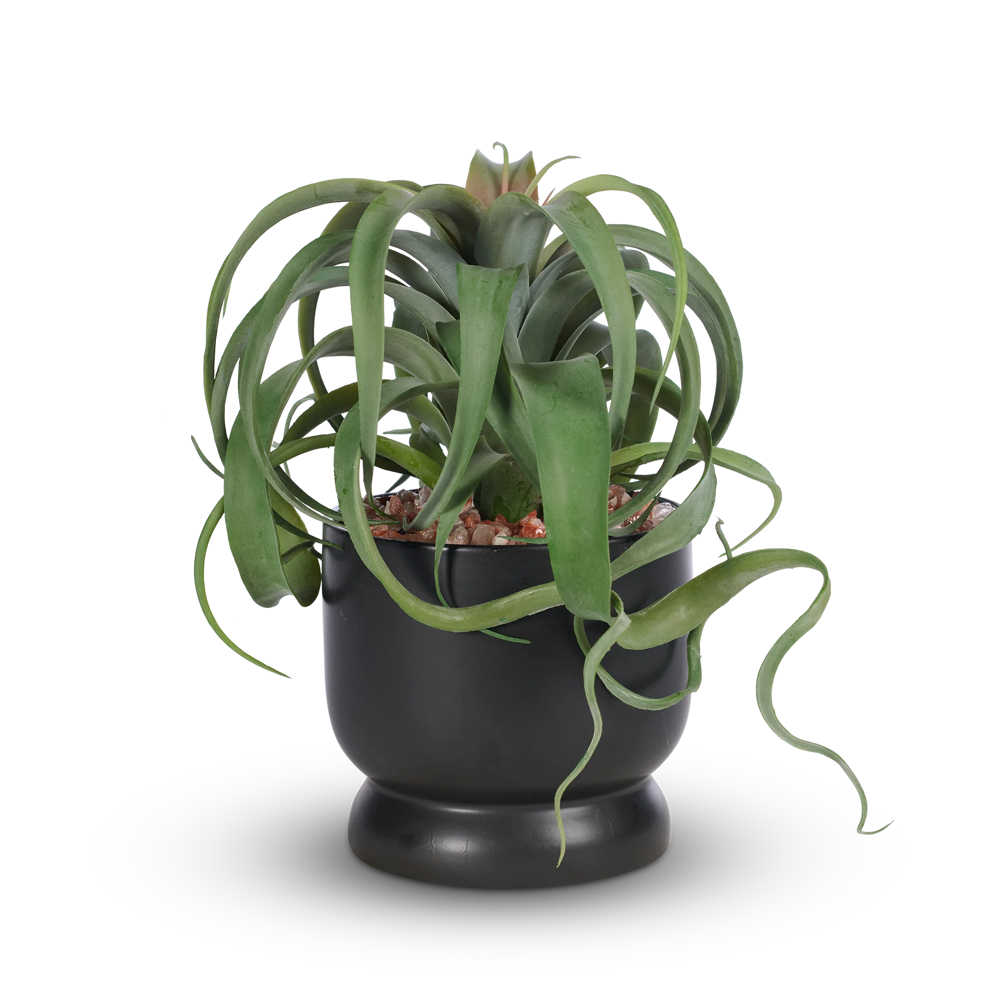 Tillandsia in Sleek Black Ceramic Container with Red Calcite