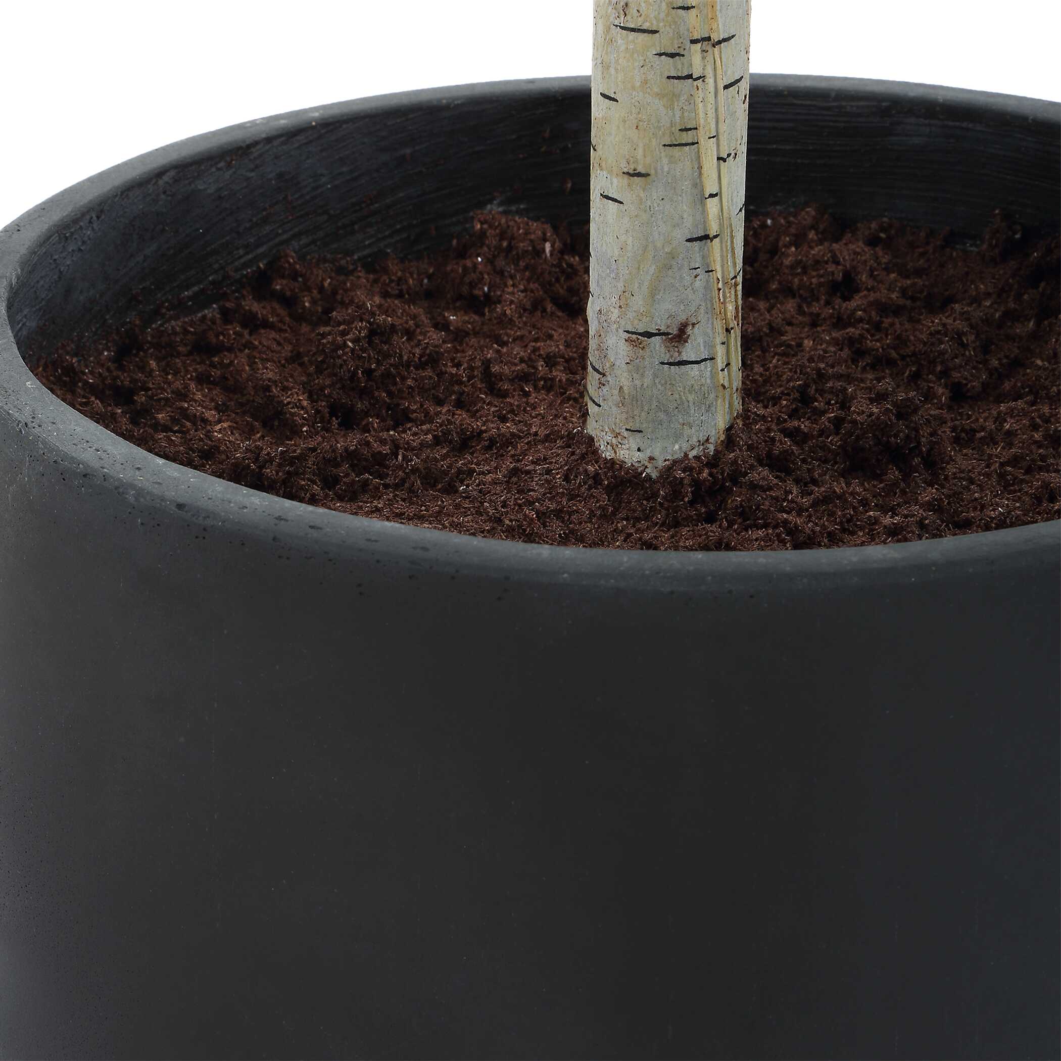 Uttermost Boreal Potted Birch Tree - Image 7