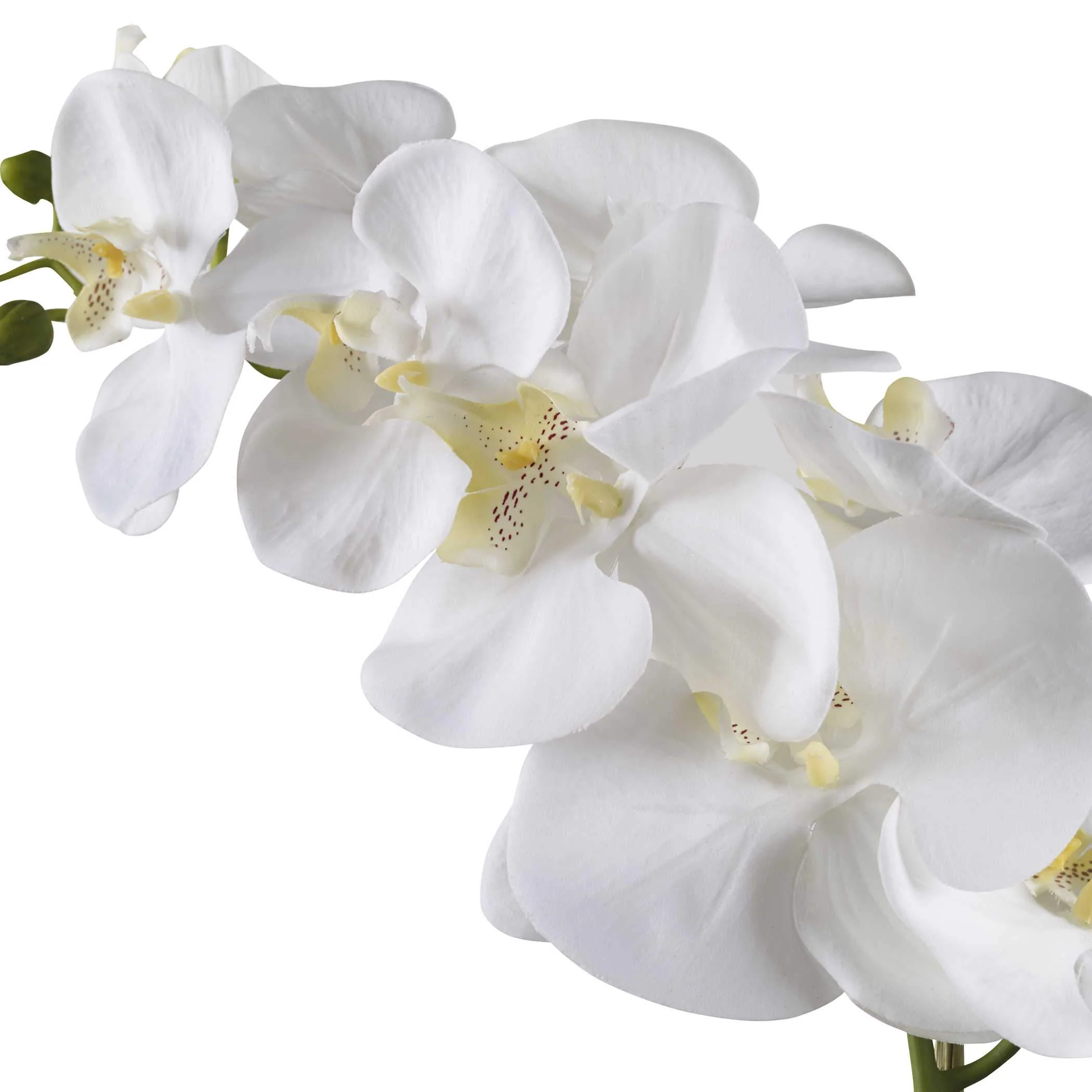Uttermost Cami Orchid - Image 4