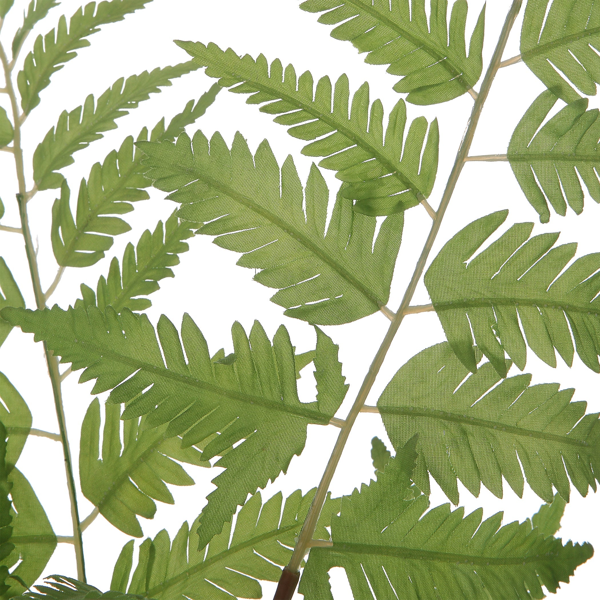 Uttermost Country Ferns, S/2 - Image 3