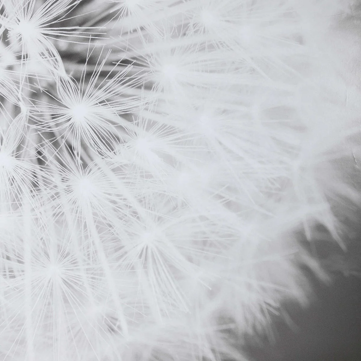 Uttermost Dandelion Seedhead Framed Print - Image 6