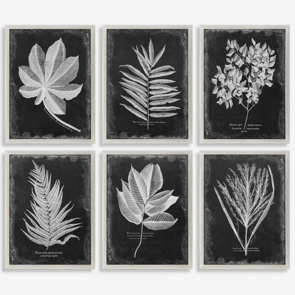 Uttermost Foliage Framed Prints, S/6 - Image 2