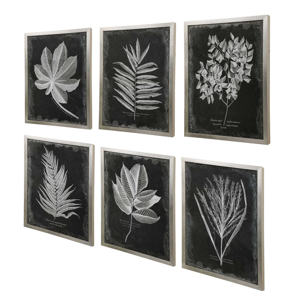 Uttermost Foliage Framed Prints, S/6 - Image 4