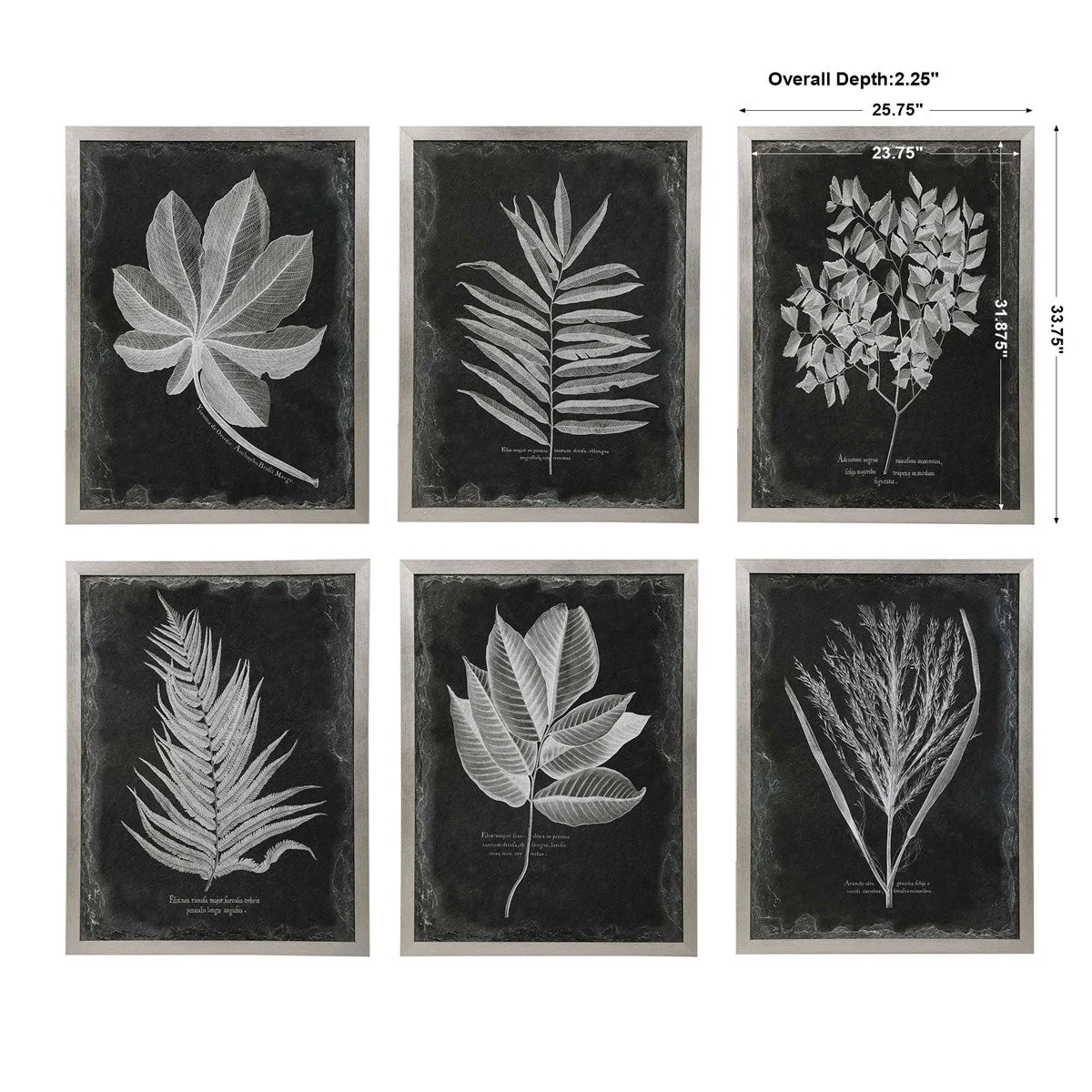 Uttermost Foliage Framed Prints, S/6 - Image 7