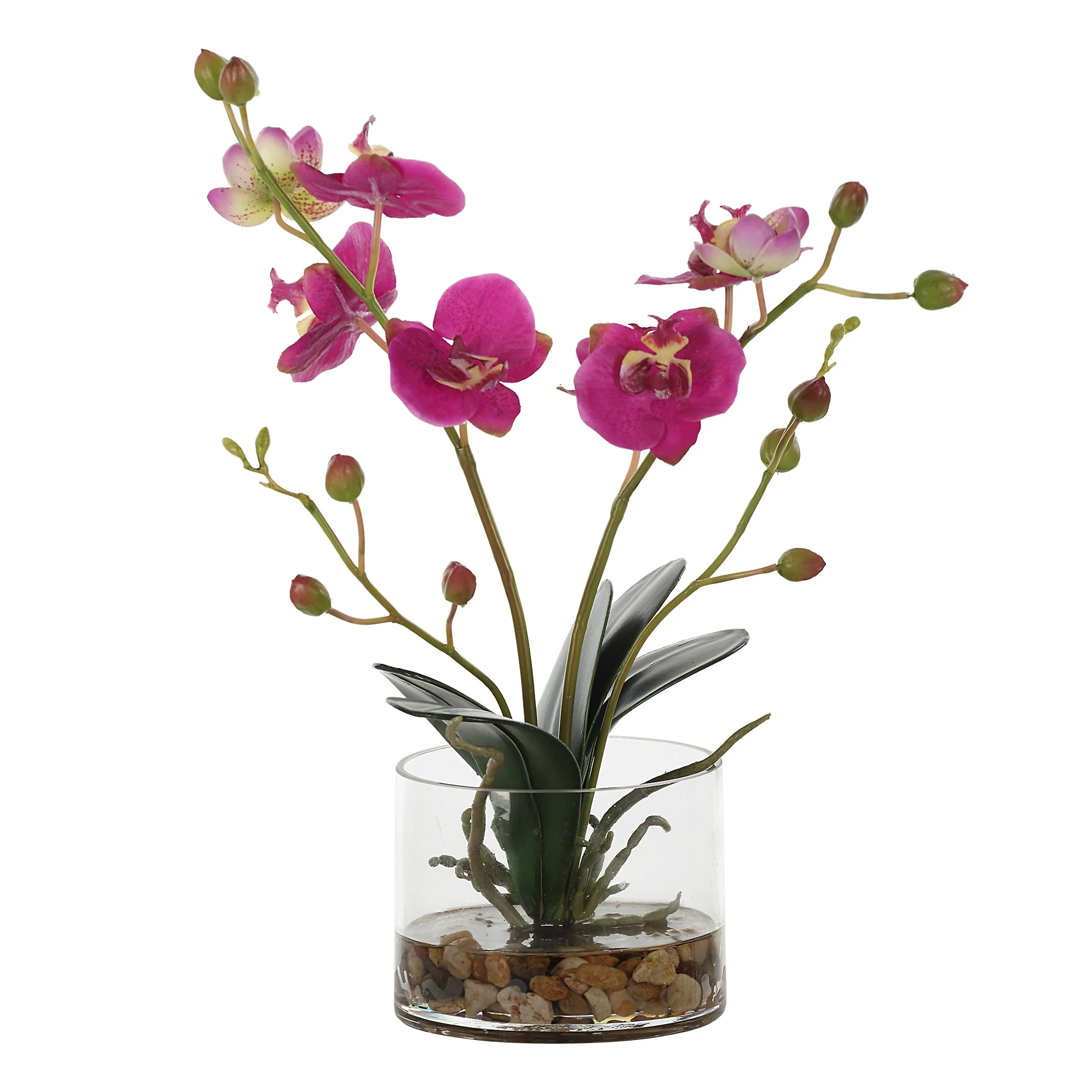 Uttermost Glory Fuchsia Orchid
