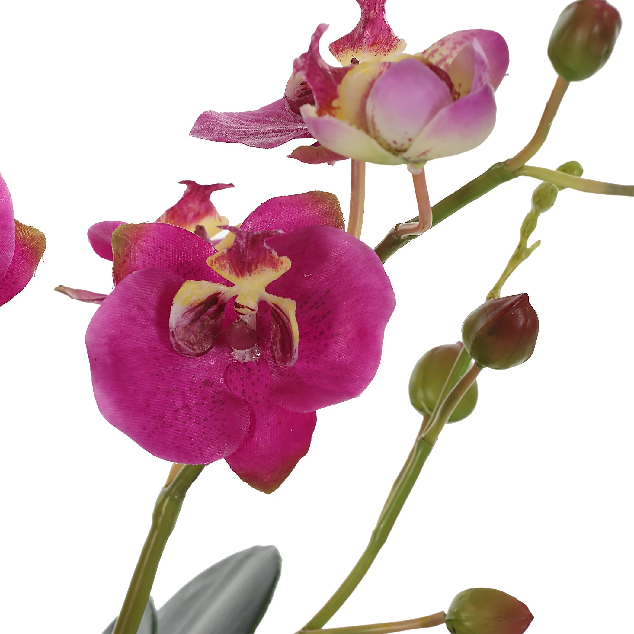 Uttermost Glory Fuchsia Orchid - Image 5