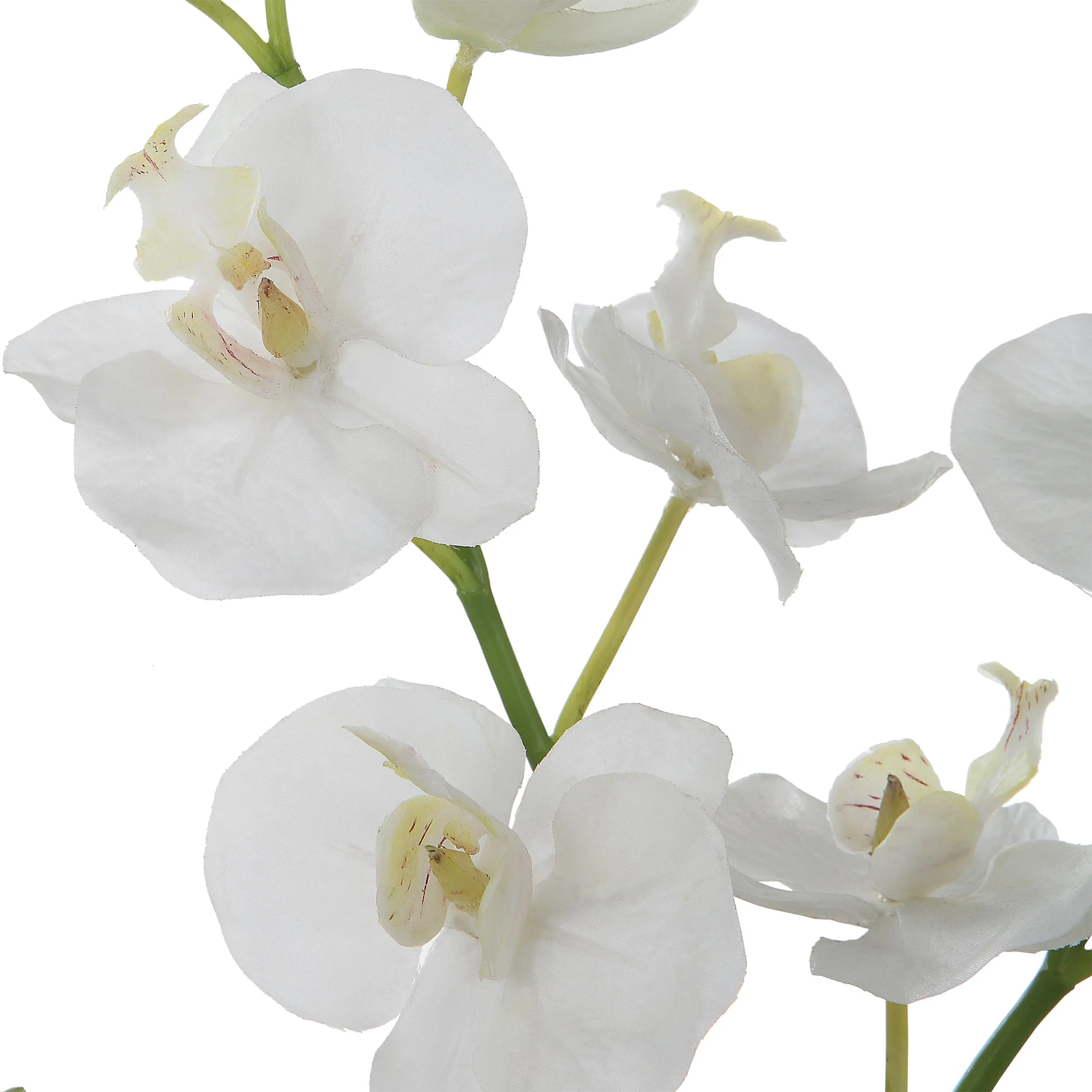 Uttermost Glory Orchid - Image 4