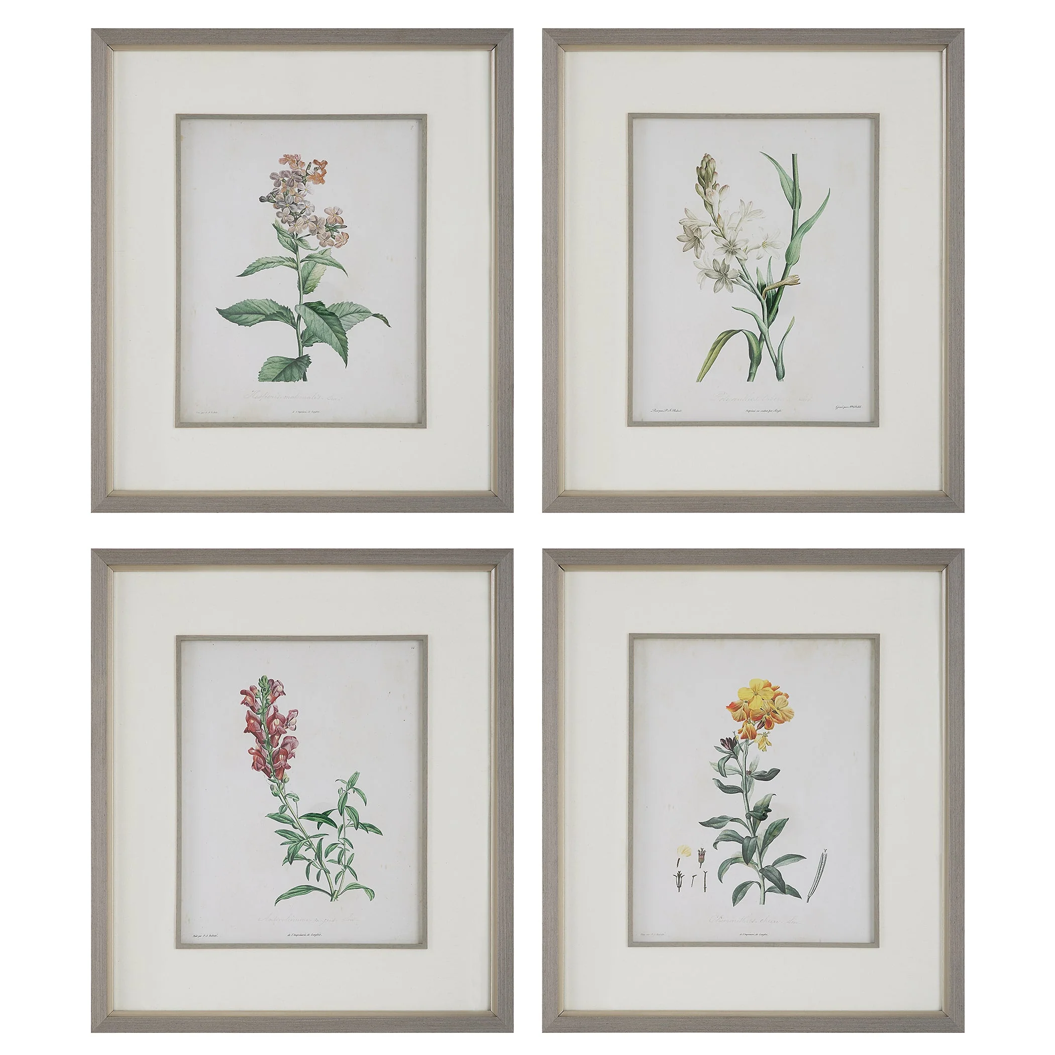 Uttermost Heirloom Blooms Study Framed Prints Set/4 - CLOSEOUT
