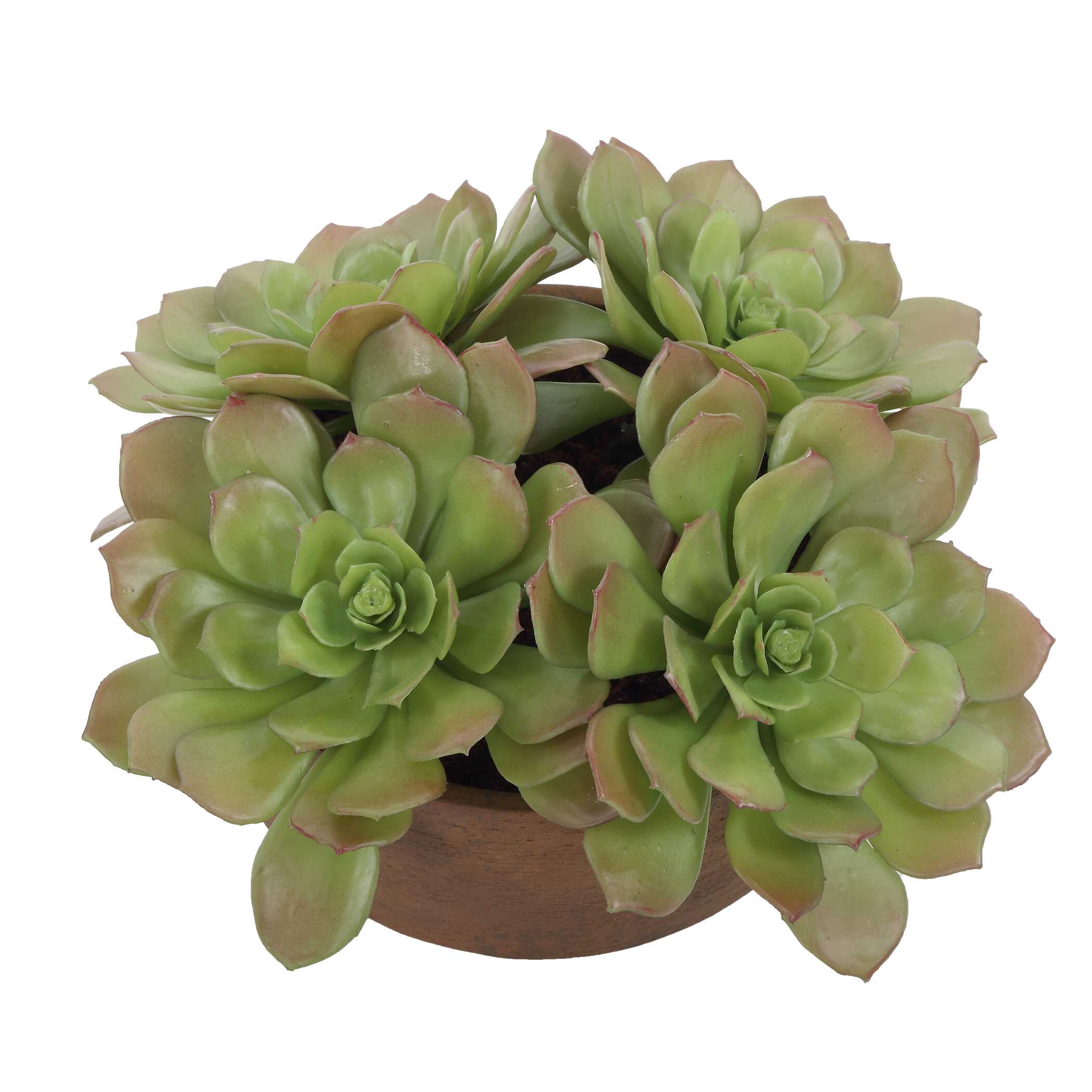 Uttermost Sable Succulent Accent In Pot - Image 5