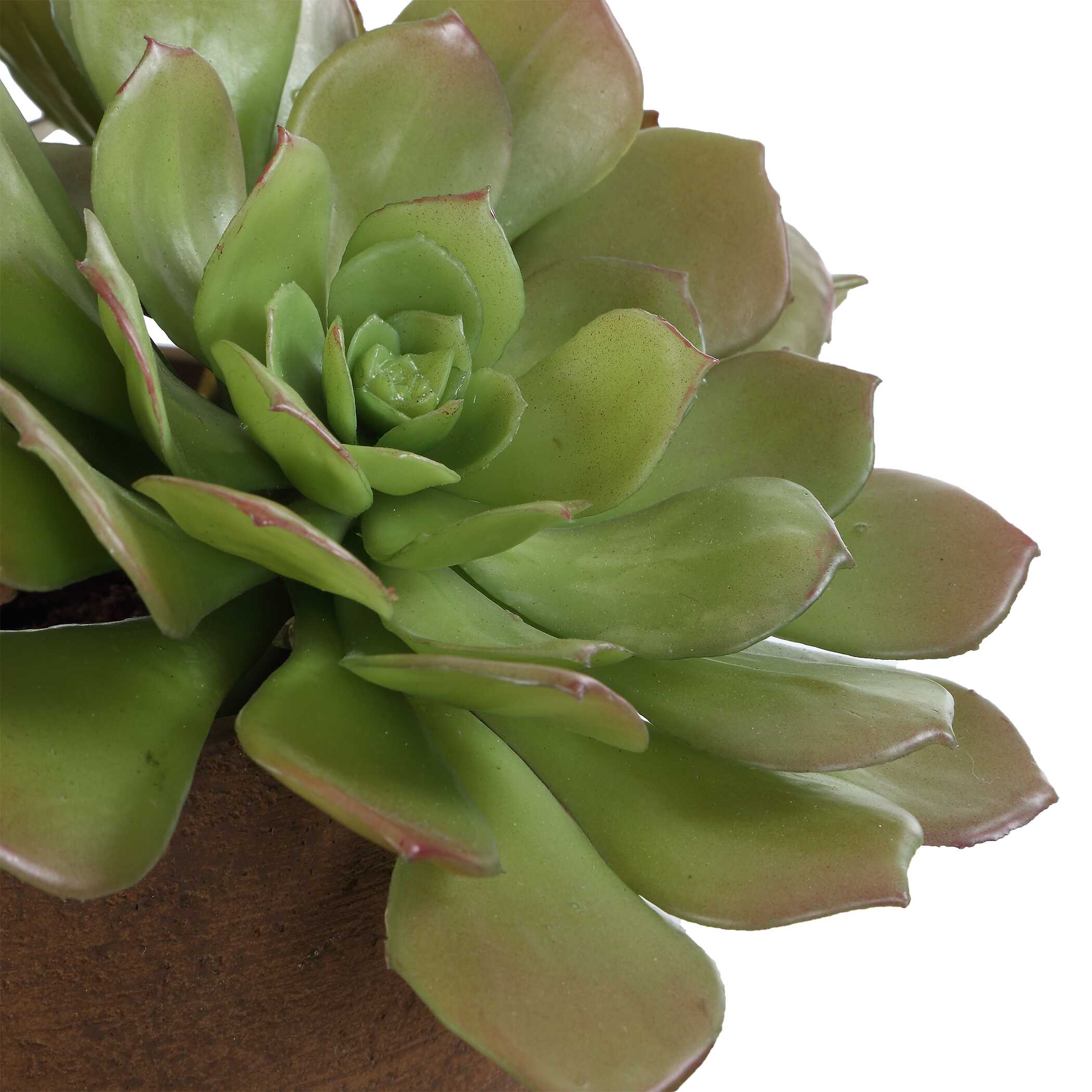 Uttermost Sable Succulent Accent In Pot - Image 6