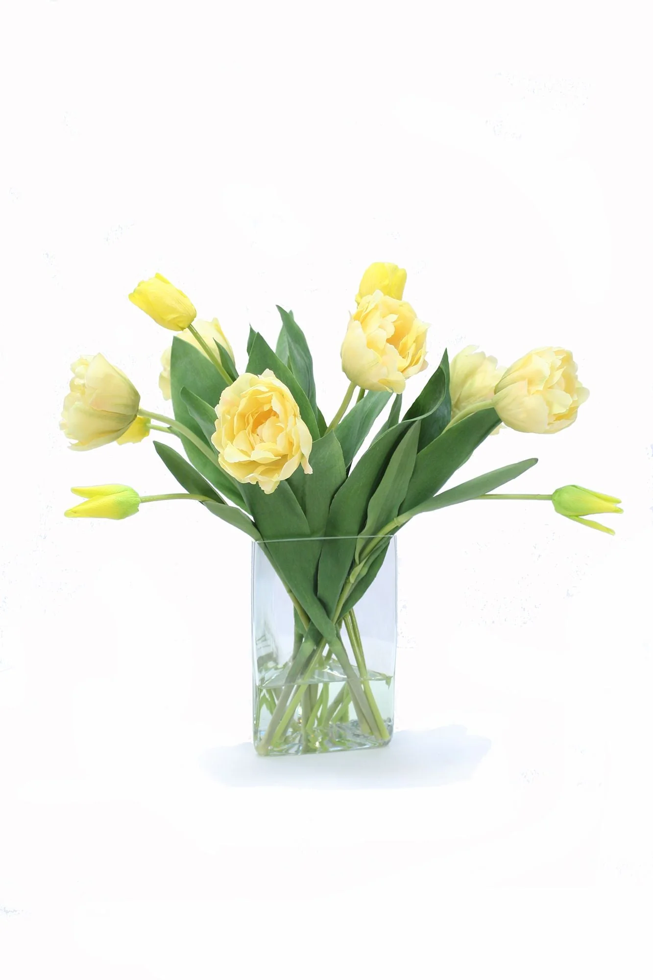 Yellow Parrot Tulips in Triangle Vase